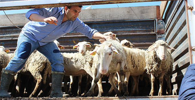 Köyüne dönene 300 koyun ve maaş verilecek  - 300 koyun kime nasıl verilecek?