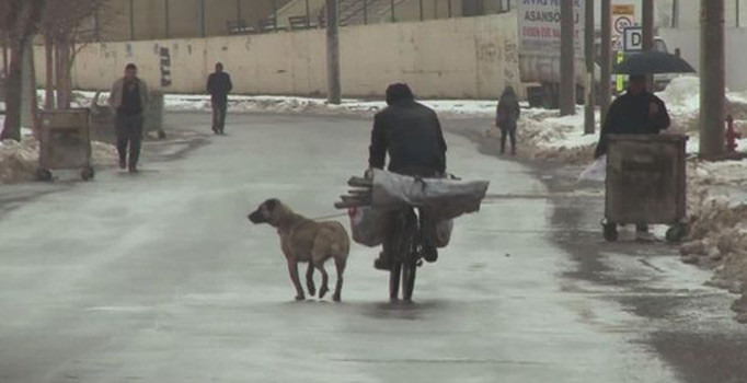 Sivas'ta köpeğin boynuna ip bağlayan şahıs bisikletin peşinde koşturdu