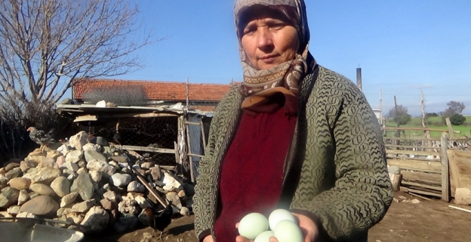 Hediye tavuğun mavi yumurtası geçim kaynağı oldu