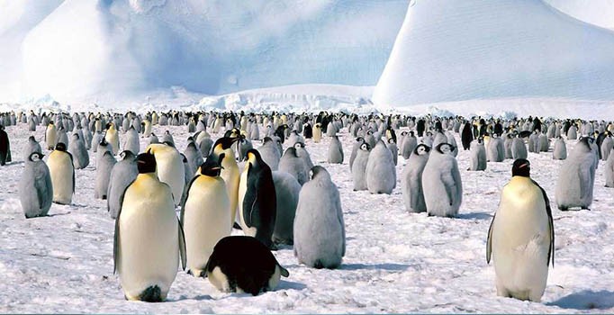 'Karlı ve buzlu yolda penguen gibi yürüyün'