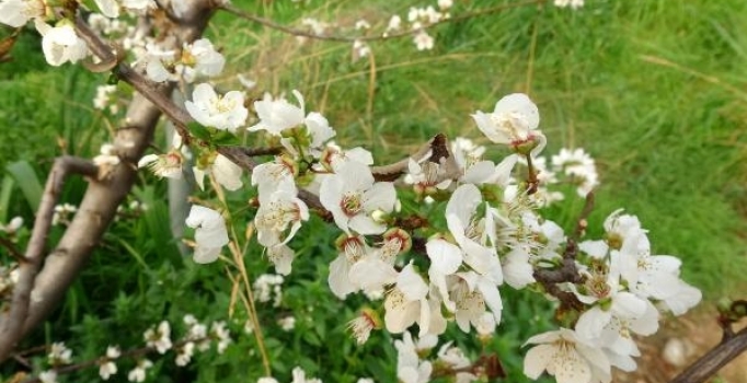 Mersin'de erik ağaçları çiçek açtı