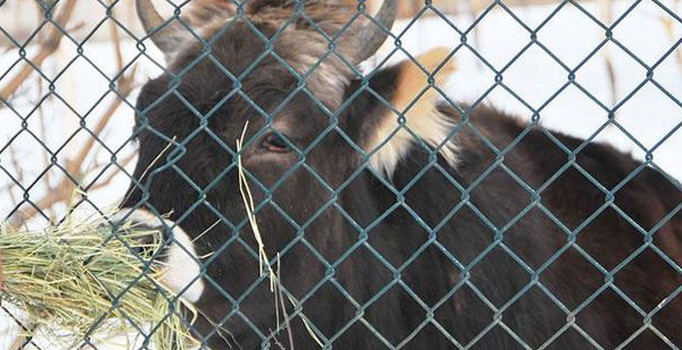 Erzurum'da inek 18 aydır gözaltında