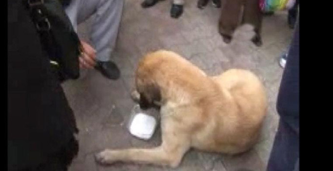 Zehirlenen köpeğe ayranlı müdahale