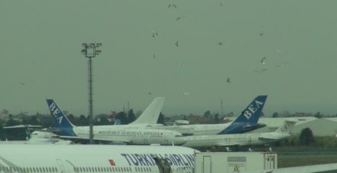 Martılar yemek için bu kez farklı adreste