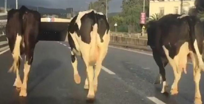 Trafikte inek alarmı! Görenler gözlerine inanamadı