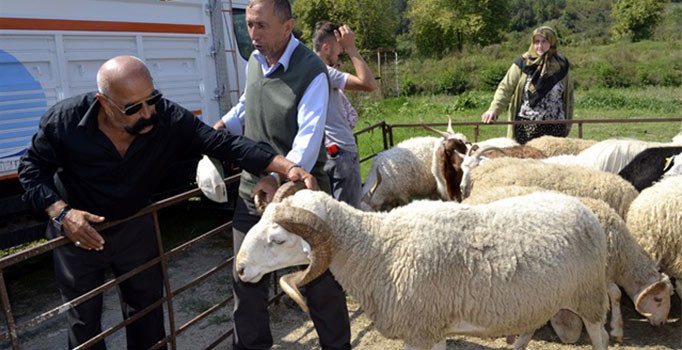 Köyüne geri dönene 300 koyun projesinin detayları belli oldu