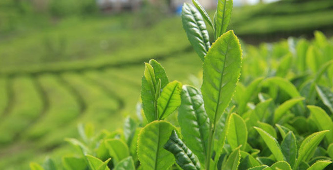 Üretimi artan beyaz çay yine yetmedi