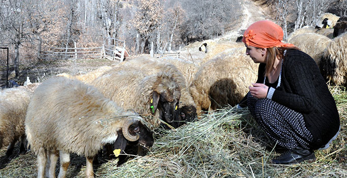Köyüne döndü, devlet desteği ile sürü sahibi oldu
