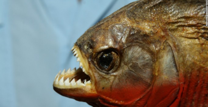 Brezilya'da pirana terörü: 50 yaralı