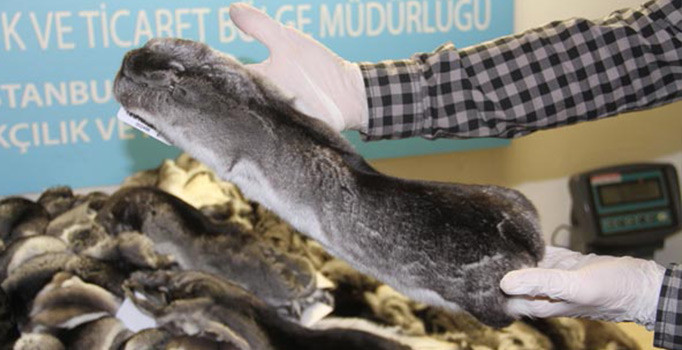 Atatürk Havalimanı'nda 'Çinçila' alarmı