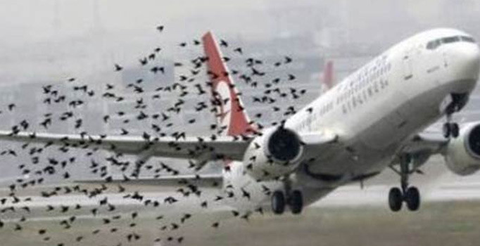 THY uçağı iniş sırasında kuş sürüsüne çarptı