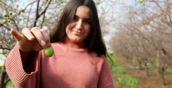 Yılın ilk eriğinin tanesi 12,5 lira