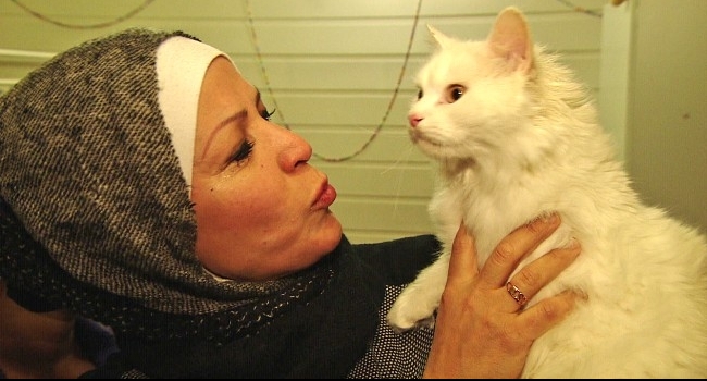 Iraklı sığınmacı kedi, sahibiyle Norveç'te buluştu