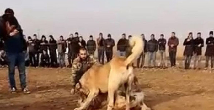 Gaziantep'te fıstık bahçesinde kanlı köpek dövüşü