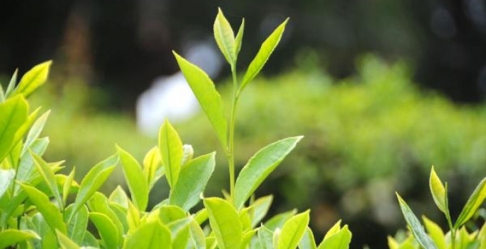 Türk beyaz çayından kanser ilacı üretilecek