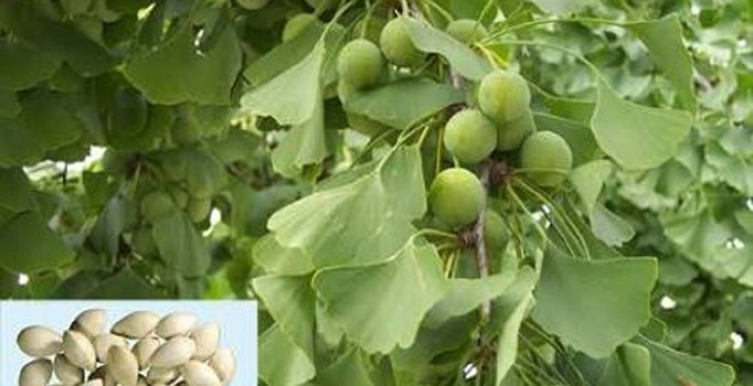 Ginkgo bilobanın bilinmeyen faydaları