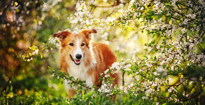 Havaya, suya, toprağa ilk cemre ne zaman düşecek? Cemre düşmesi ne demek?