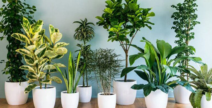 Çiçek yetiştir çiçek gibi ol