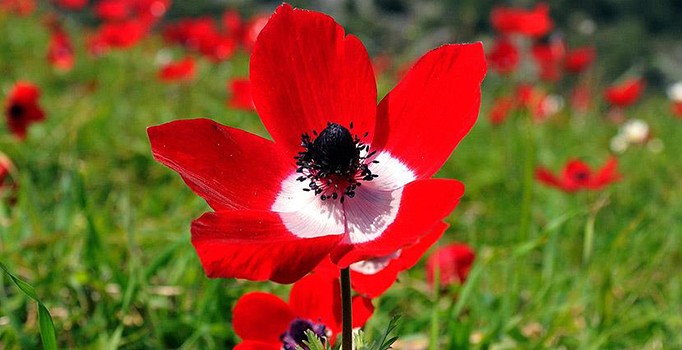 Baharın müjdecisi ilk cemre düştü-Cemre nedir? Cemre'nin anlamı nedir? İlk cemre düştü mü?