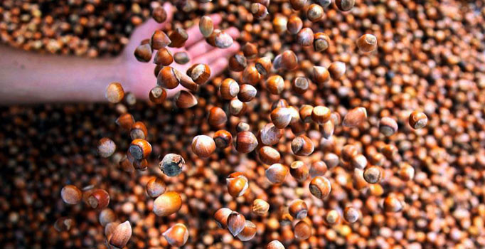 Türkiye 7 ayda 191 bin ton fındık ihraç etti