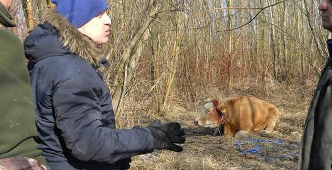 Polonya’daki özgür inek yakalanınca stresten öldü