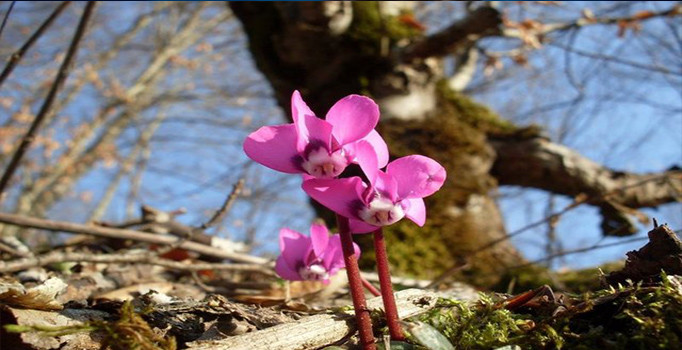 Birinci Cemre havaya düştü! İkinci Cemre nereye ve ne zaman düşecek? Havalar ne zaman ısınacak?