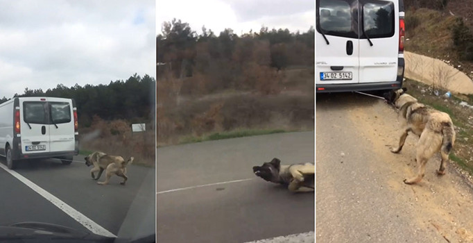 Edirne'de köpeğe eziyetin videosu büyük tepki çekti