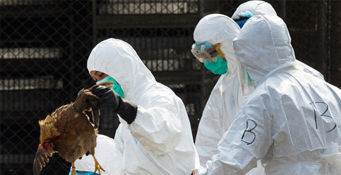 Hollanda’da 36 bin tavukta kuş gribi bulundu