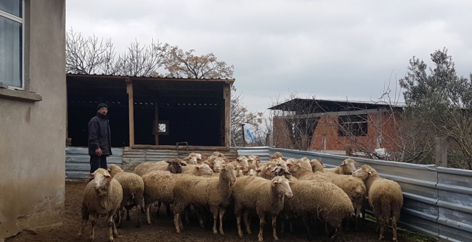 Şap hastalığı nedeniyle 43 köy karantinaya alındı | Çanakkale Haberleri