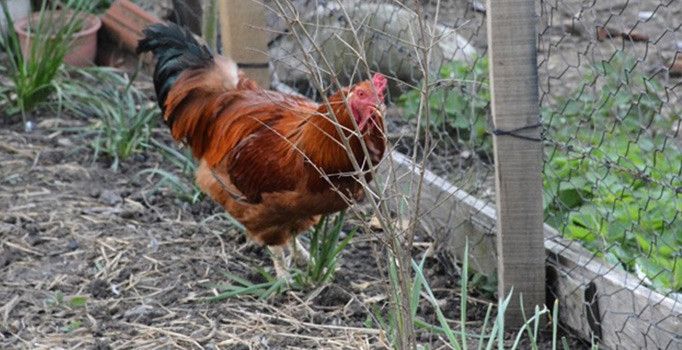 Sinop'ta olmaz denilen oldu 'horoz yumurtladı'
