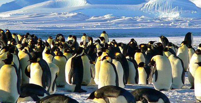 Antartika'da 1,5 milyonluk yeni penguen sürüsü keşfedildi