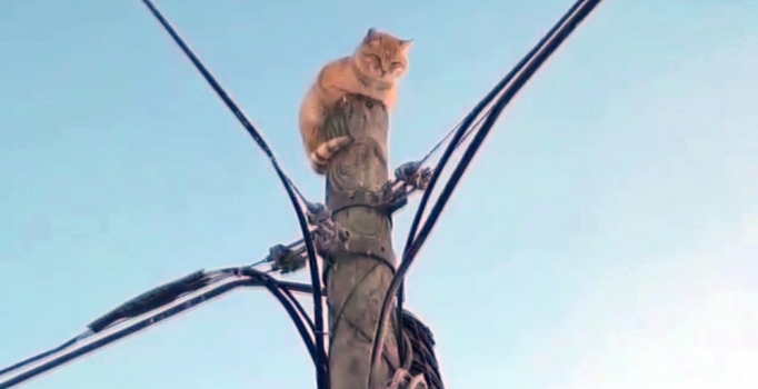 Köpek korkusu direğe tırmandırdı