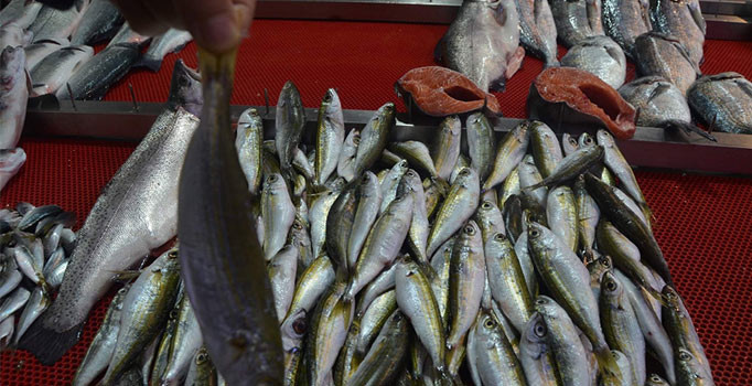 Karadeniz’in balığı Ege’den