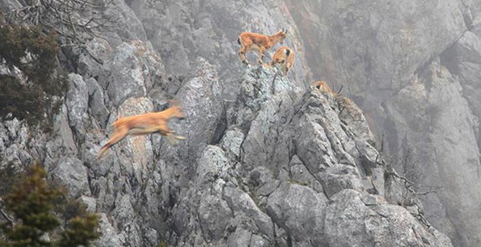 Nesli tükenmekte olan Dağ Keçileri Toroslar'da görüntülendi