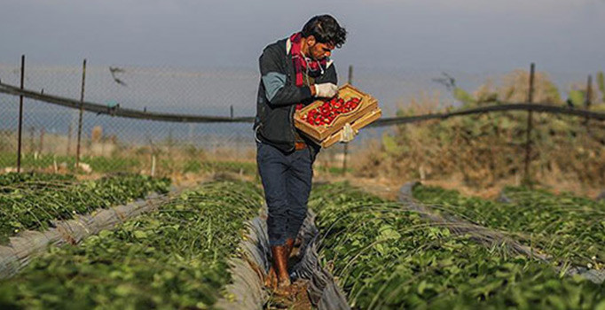 İsrail'den Gazze sınırındaki tarımsal arazilere kimyasal ilaç
