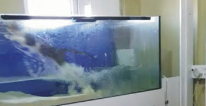 Yavru kedi sineği yakalamak isterken akvaryuma uçtu