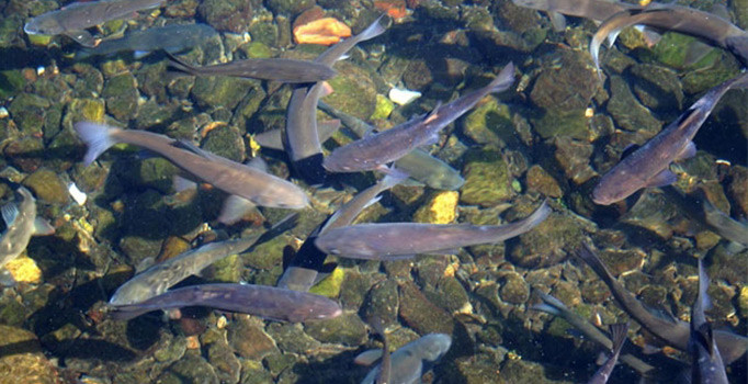 Çankırı'daki asker balıklarla ilgili ilginç iddia: Afrin'e gittikleri düşünülüyor