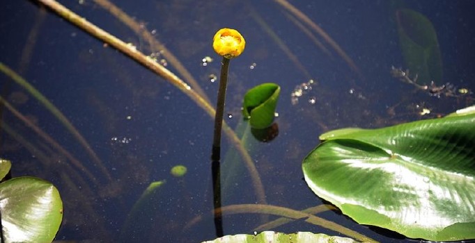 'Nuh'un Gemisi'ne 1,5 milyon tür yüklendi