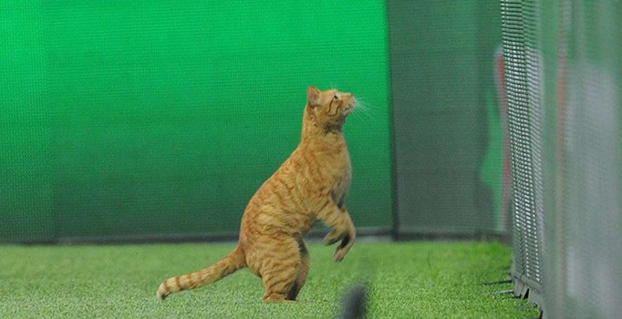 Beşiktaş'a 'kedi' soruşturması