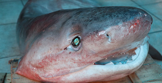 Mersin'de yakalanan dev köpek balığı görenleri hayrete düşürdü