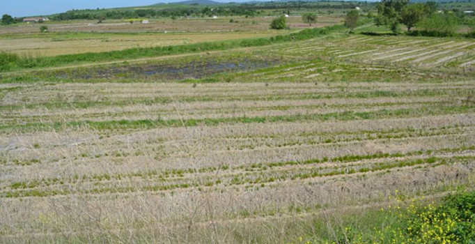 FETÖ'cüler 'pirinç tarlasında' yakalandı