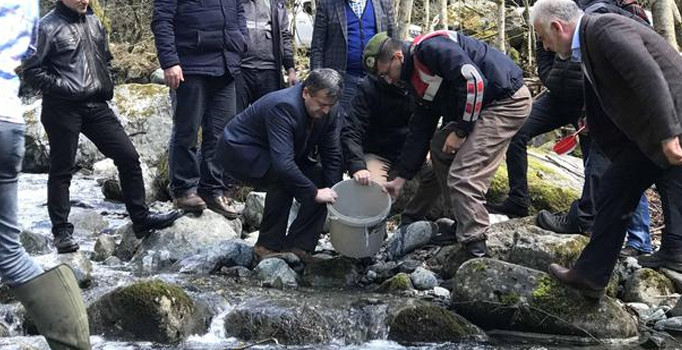 Fırtına Deresi'ne 230 bin yavru alabalık bırakıldı