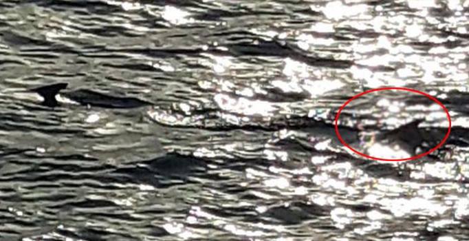 Muğla'da korkutan görüntü! Balıkçılar bile ne yapacağını şaşırdı