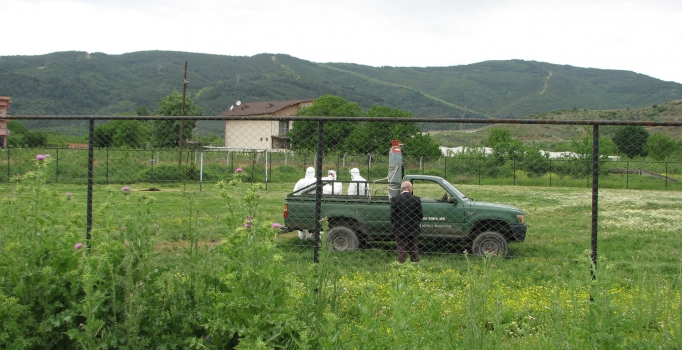 Bursa'da telef olan tavuklarda kuş gribi şüphesi