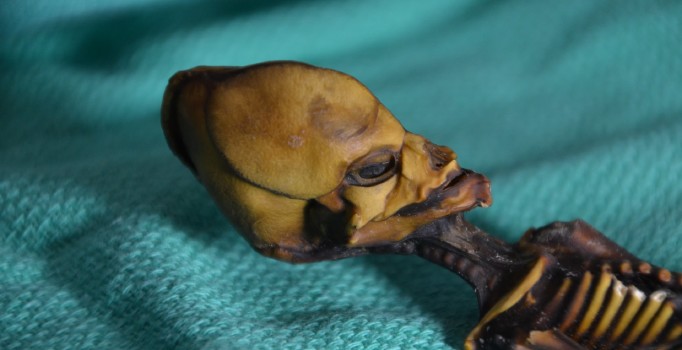 Gizemli iskeletin sırrı ortaya çıktı