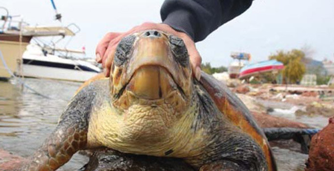 Muğla'da dev deniz kaplumbağası karaya vurdu