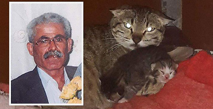 Gelinine gözdağı vermek için yavru kediyi parçaladı