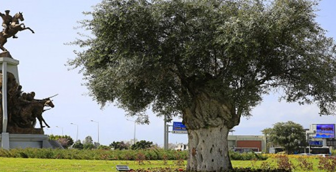 Asırlık zeytin ağaçları kavşaklara renk kattı