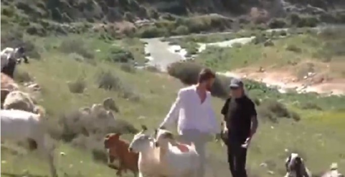 Yahudi yerleşimciler, Filistinlilerin koyunlarını Pitbull'a parçalattı