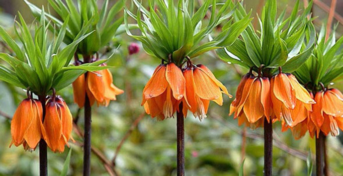 Meclis aromatik bitkileri araştıracak